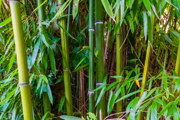 Bamboo Trimming in Riverton