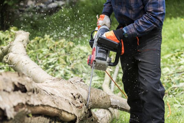 Branch Removal Service in Riverton
