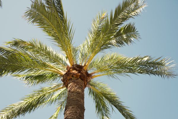 Palm Tree Pruning in Riverton