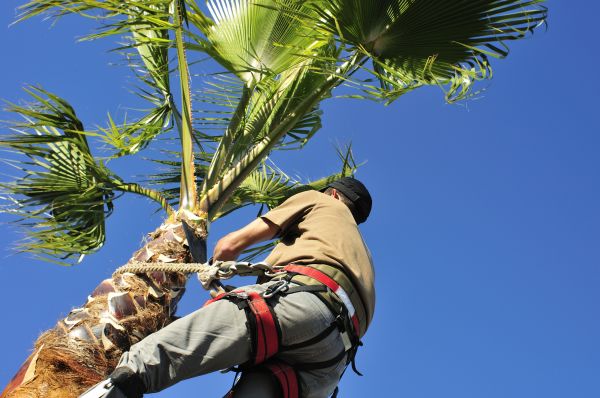 Palm Tree Trimming in Riverton