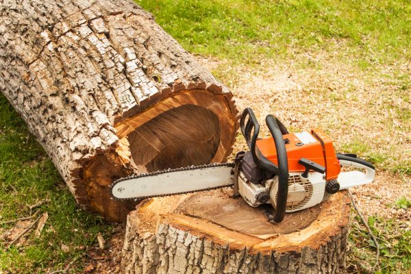 Tree Cutting Service in Riverton