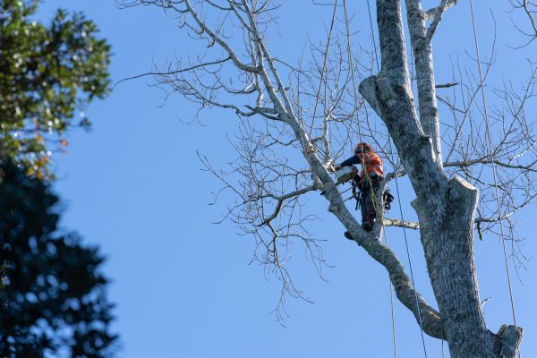 Tree Topping Service in Riverton