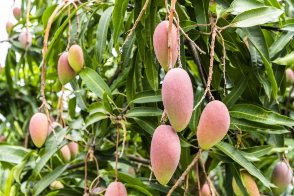 Mango Tree Trimming in Riverton