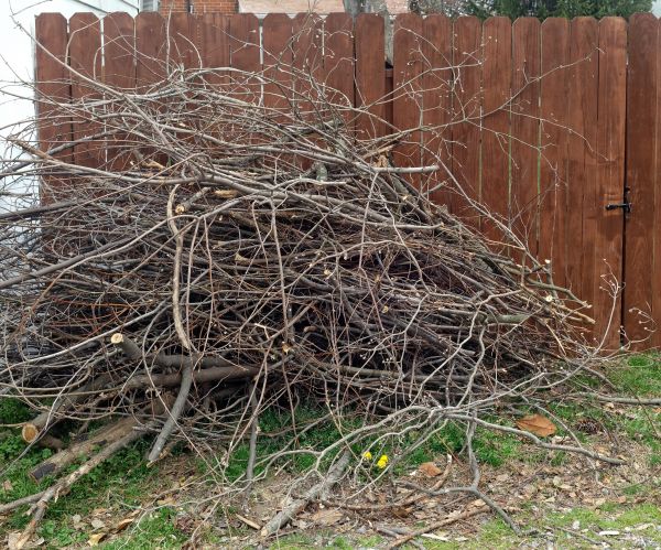 Dead Branch Removal in Riverton