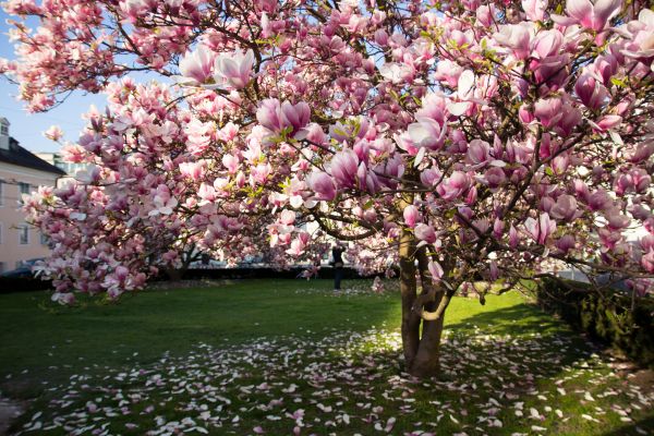 Ornamental Tree Pruning in Riverton