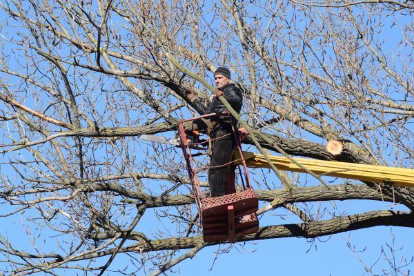 Emergency Tree Trimming in Riverton