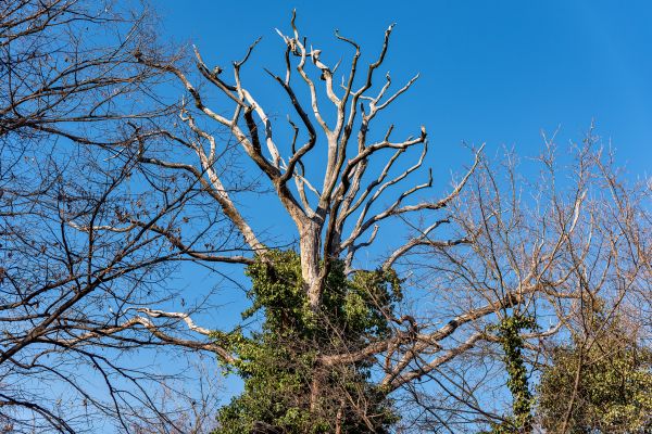 Deadwood Removal in Riverton