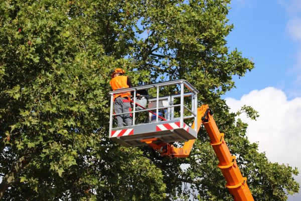 Commercial Tree Service in Riverton