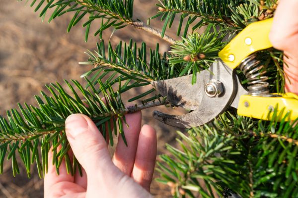Pine Tree Pruning in Riverton