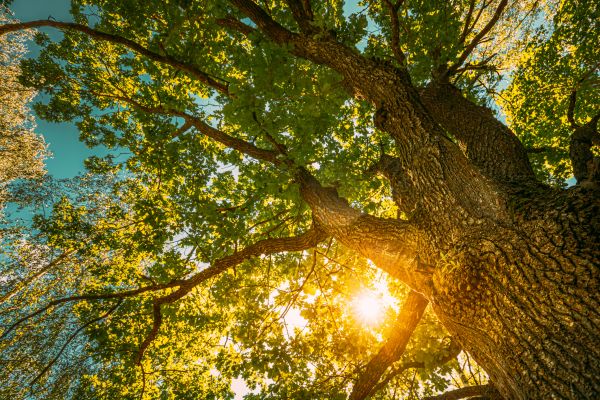 Oak Tree Pruning in Riverton