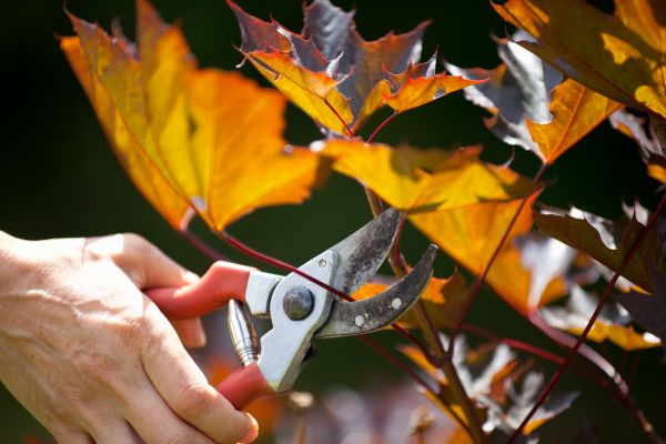 Maple Tree Pruning in Riverton