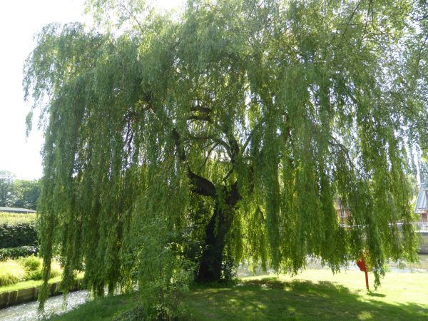 Willow Tree Trimming in Riverton