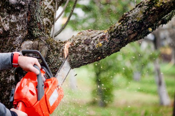 Tree Limbs Removal in Riverton