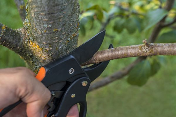 Tree Limb Cutting in Riverton