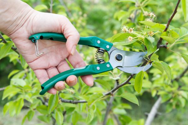 Pear Tree Pruning in Riverton