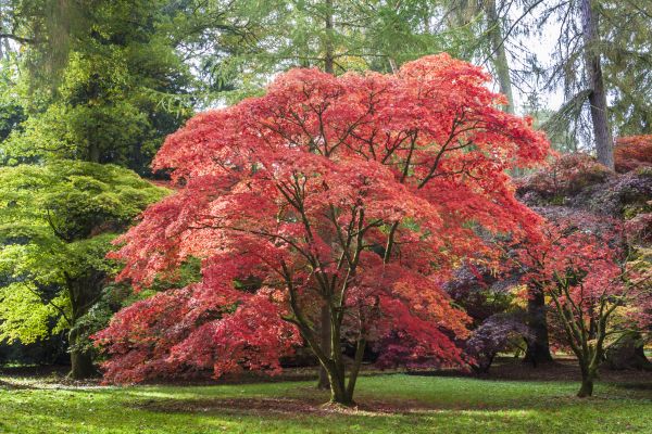 Japanese Maple Pruning in Riverton