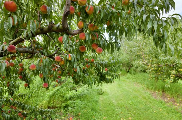 Peach Tree Pruning in Riverton