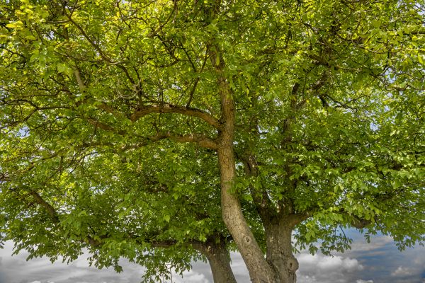 Walnut Tree Trimming in Riverton