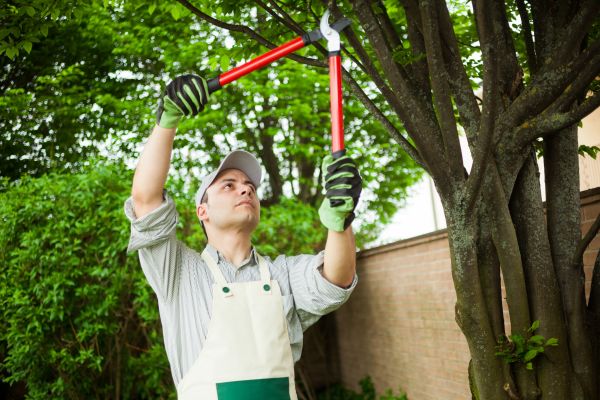 Tree Limb Pruning in Riverton