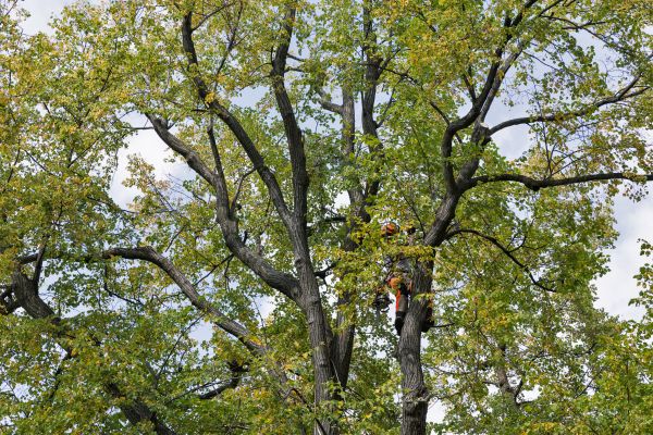 Tree Crown Shaping in Riverton
