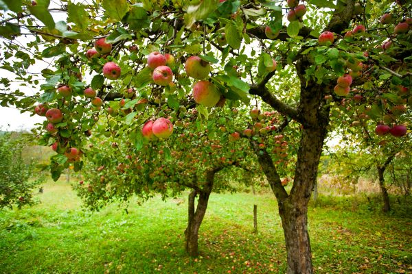 Apple Tree Pruning in Riverton