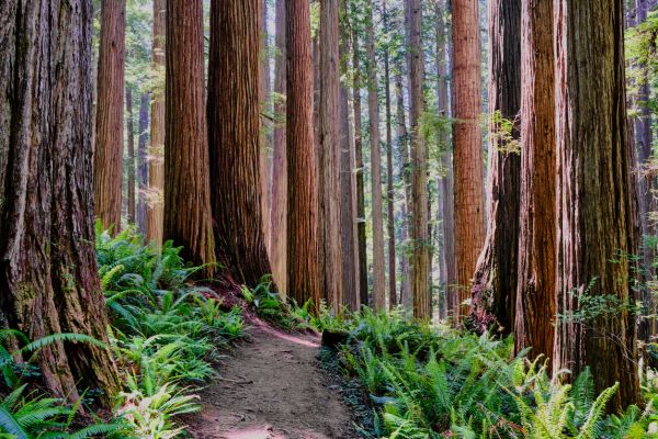 Redwood Tree Trimming in Riverton
