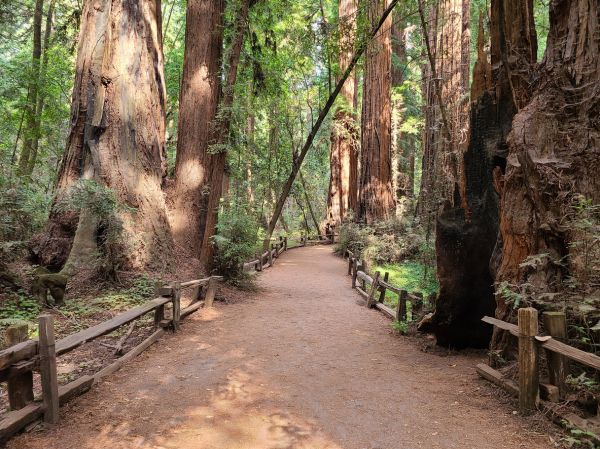 Redwood Tree Pruning in Riverton