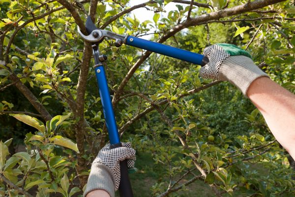 Residential Tree Pruning in Riverton