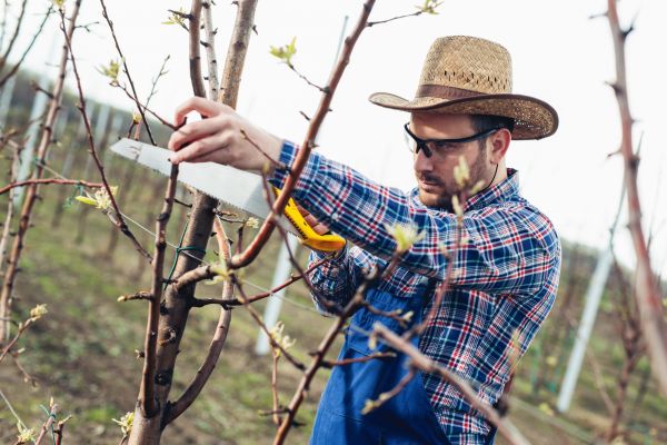 Orchard Tree Pruning in Riverton