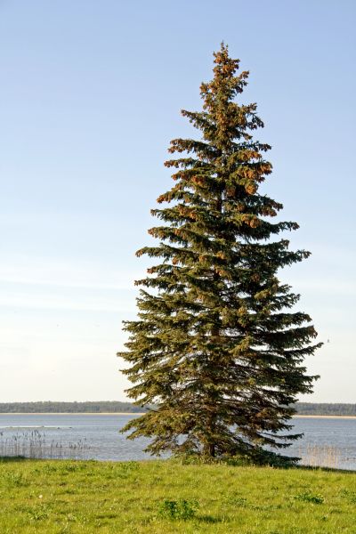 Spruce Tree Pruning in Riverton