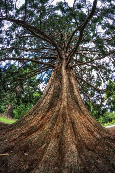 Cedar Tree Pruning in Riverton