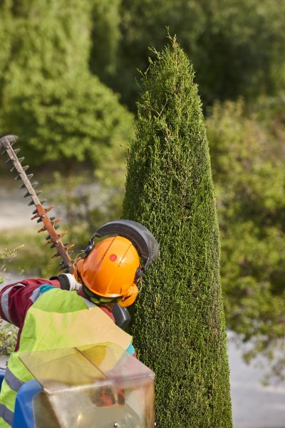 Cypress Tree Trimming in Riverton