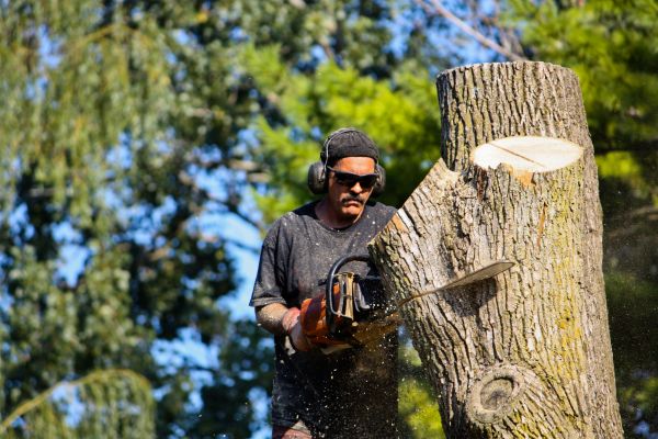 Ash Tree Pruning in Riverton