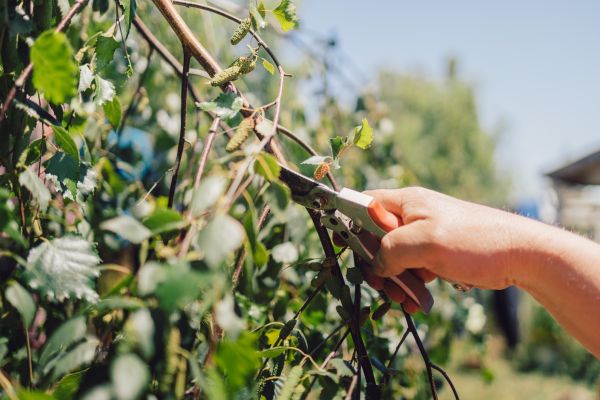 Birch Tree Pruning in Riverton