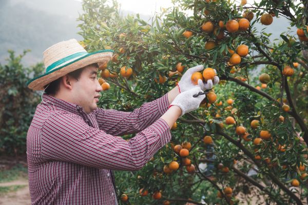 Orange Tree Pruning in Riverton