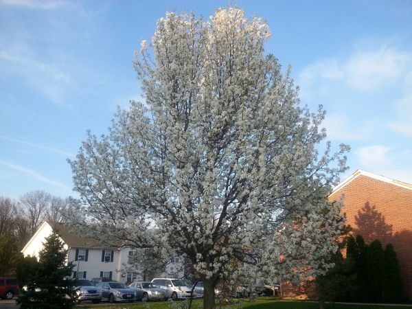 Bradford Pear Tree Pruning in Riverton
