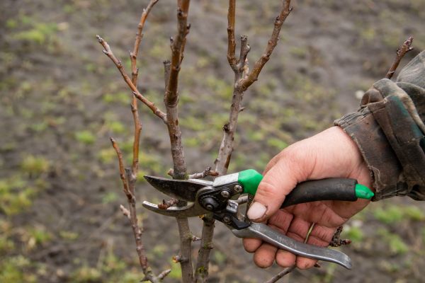 Pear Trees Pruning in Riverton