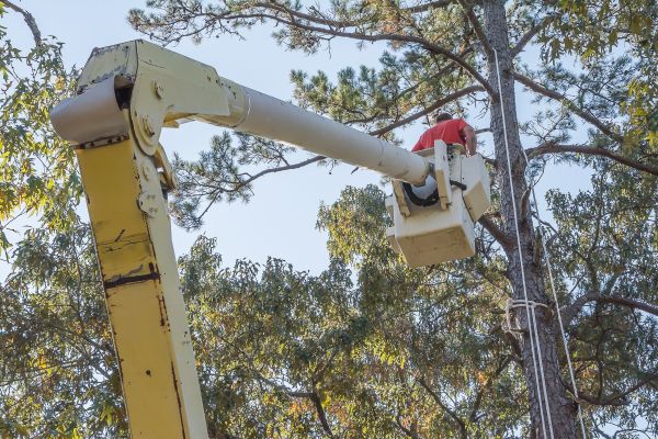 Limbs Trimming in Riverton