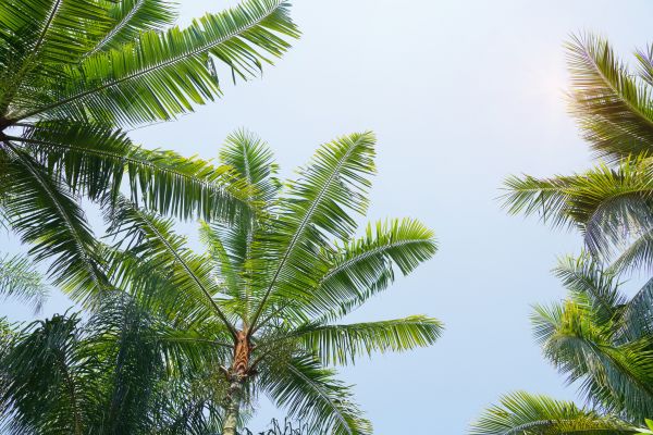 Queen Palm Tree Trimming in Riverton