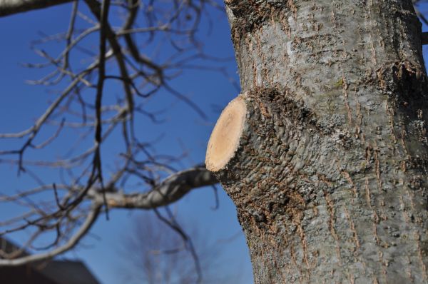Limb Pruning in Riverton