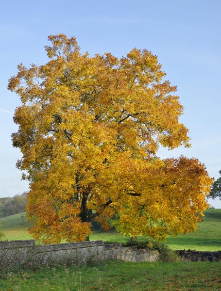 Hickory Tree Trimming in Riverton