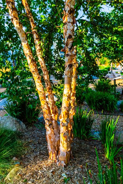 River Birch Trimming in Riverton