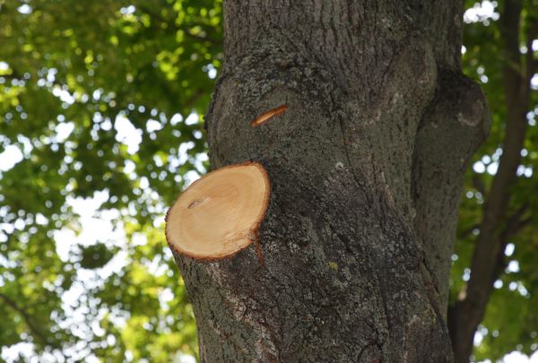 Limb Cutting in Riverton