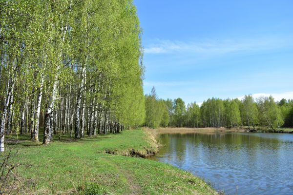 River Birch Pruning in Riverton