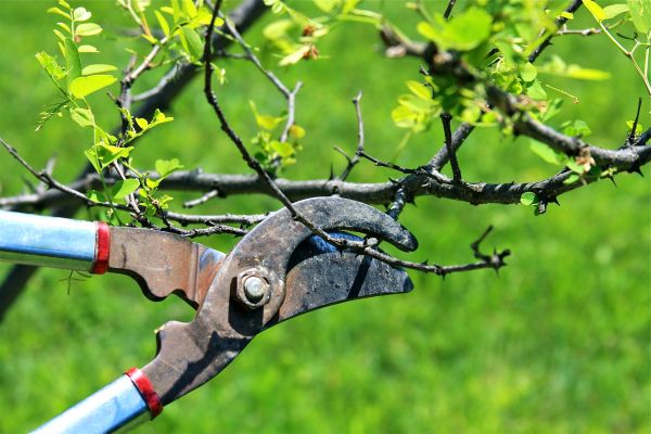 Branches Pruning in Riverton