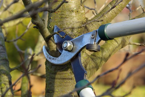 Tree Limb Trimming Service in Riverton