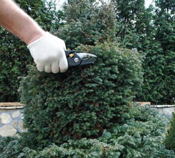 Ornamental Tree Trimming in Riverton