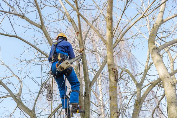 Large Tree Trimming in Riverton