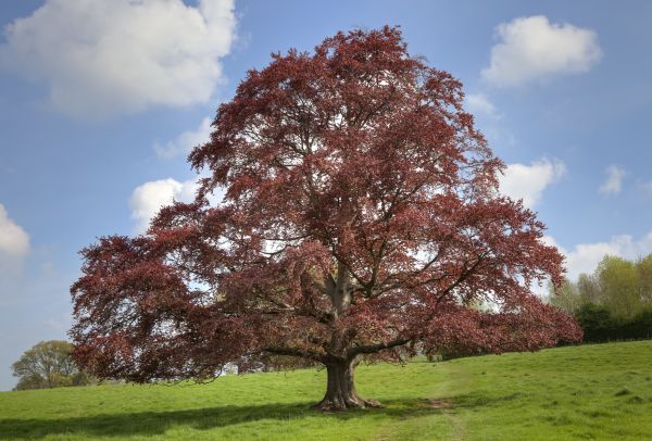 Beech Tree Pruning in Riverton
