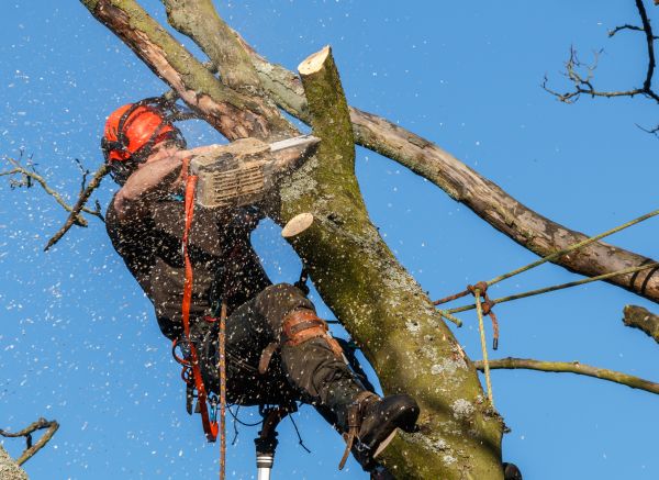 Tree Trimming Service in Riverton